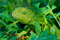 Female European chameleon portrait in bush {Chamaeleo chamaeleon} Spain