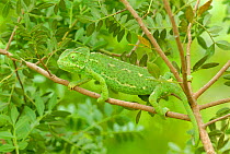 Female European chameleon portrait in bush {Chamaeleo chamaeleon} Spain