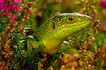 Green lizard portrait amongst heather {Lacerta viridis} W Europe, captive