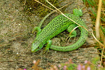 Green lizard portrait on rock {Lacerta viridis} W Europe, captive