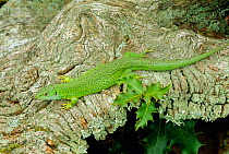 Green lizard portrait on tree bark {Lacerta viridis} W Europe, captive