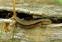Viviparous / Common lizard portrait {Lacerta vivipara} UK