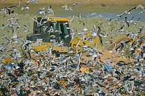 Flock of Black-headed gulls at rubbish tip {Chroicocephalus ridibundus} UK