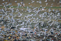 Flock of Black-headed gulls at rubbish tip {Chroicocephalus ridibundus} UK