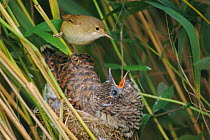 European cuckoo chick {Cuculus canorus} fed by Reed warbler {Acrocephalus