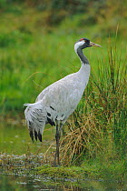 Common crane portrait {Grus grus} Europe, captive
