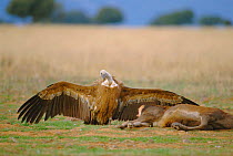 Griffon vulture displaying next to carcass {Gyps fulvus} Spain