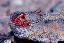 Regal horned lizard discharging blood from eyelid in defense {Phrynosoma solare}