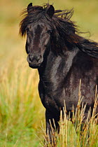Rum pony portrait {Equus caballus} Isle of Rum, Scotland, UK
