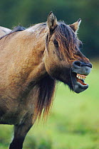 Rum pony yawning {Equus caballus} Isle of Rum, Scotland, UK