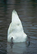 Mute swan up-ending to feed {Cygnus olor} UK