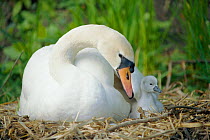 Mute swan at nest with cygnet portrait {Cygnus olor} UK