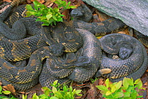 Timber rattlesnake, four gravid females {Crotalus horridus} Pennsylvania, USA