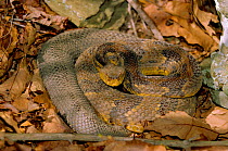 Timber rattlesnake recently emerged from den {Crotalus horridus} Pennsylvania, USA