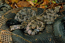 Timber rattlesnake adult + young {Crotalus horridus} Pennsylvania, USA