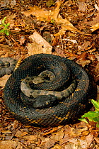 Timber rattlesnake adult + young {Crotalus horridus} Pennsylvania, USA