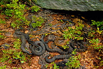 Timber rattlesnake adults + young {Crotalus horridus} emerging from winter den, USA