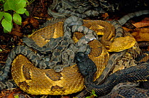 Timber rattlesnake adults + young {Crotalus horridus} Pennsylvania, USA