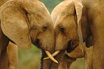 Two African elephants head to head {Loxodonta africana} South Africa