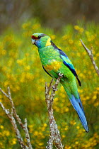 Mallee ringneck parrot portrait {Barnardius zonarius barnardi} Australia