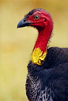 Brush turkey portrait {Alectura lathami}