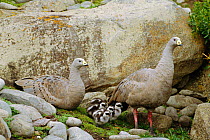 Cereopsis / Cape barren goose pair with goslings {Cereopsis novaehollandiae}