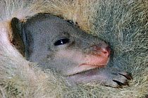Quokka joey portrait in pouch {Setonix brachyurus} Australia, endangered, captive
