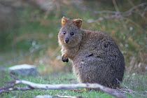 Quokka portrait {Setonix brachyurus} Australia, endangere