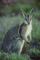 Bridled nailtail wallaby portrait {Onychogalea fraenata} Australia