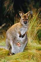 Red necked / Bennett's wallaby joey peering out of pouch {Macropus rufogriseus}