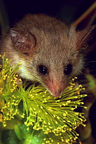 Southwestern pygmy possum {Cercartetus concinnus} Australia, captive