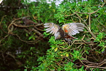 Kaka parrot flies from branch {Nestor meridionalis} New Zealand