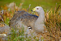 Cereopsis / Cape barren goose with gosling under wing {Cereopsis novaehollandiae}