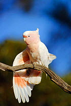 Pink cockatoo stretching wing {Cacatua leadbeateri} Australia