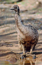 Emu folds legs to drink {Dromaius novaehollandiae} South Australia