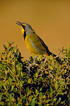 Bokmakierie singing {Telophorus zeylonus} South Africa