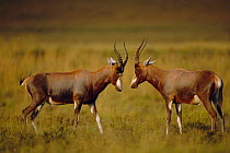 Two male Blesbok / Bontebok sparring {Damaliscus dorcas phillipsi} South Africa