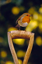 Robin perched on garden spade handle {Erithacus rubecula} UK