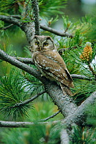 Tengmalm's / Boreal owl in conifer tree {Aegolius funereus} Spain