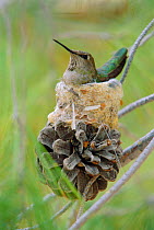 Anna's hummingbird on nest on fircone {Calypte anna} Sonoran desert, Arizona, USA