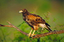 Harris' hawk portrait {Parabuteo unicinctus} Texas, USA