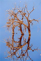 Cattle egrets roosting in tree in flooded land {Bubulcus ibis} California, USA