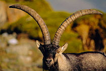 Spanish ibex male portrait {Capra pyrenaica victoriae} Spai