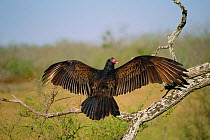 Turkey vulture sunning {Cathartes aura} Texas, USA