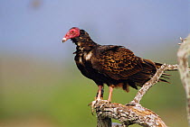 Turkey vulture portrait {Cathartes aura} Texas, USA