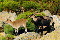 Spanish ibex courtship {Capra pyrenaica victoriae} Spai