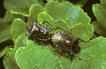 Shield bugs mating (Pentatomida rufipes) UK