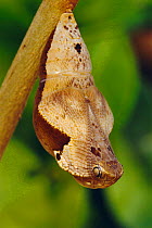 Owl butterfly pupa mimics snake's head {Dynastor darius} tropical dry forest, Costa Rica