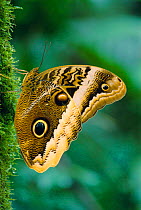 Owl butterfly portrait {Caligo atreus} tropical rainforest, Costa Rica