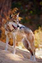 Mexican wolf portrait {Canis lupus baileyi} Captive, Endangered